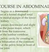 Image result for Abdominal Ureter