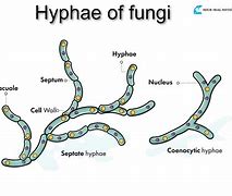 Image result for Fungi without Hyphae