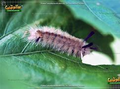 Image result for Tussock Moth Caterpillar Poisonous