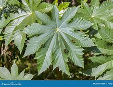 Image result for Castor Bean Leaf