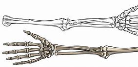 Image result for Skeleton Hand and Arm