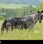 Image result for Blue Roan Horse Saddled