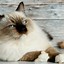 Image result for Cat Human Years