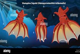 Image result for Vampire Squid