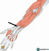 Image result for Extensor Pollicis Long Sensor Pinch