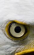 Image result for Eagle Eye Perspective