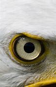 Image result for Eagle Eye Meme