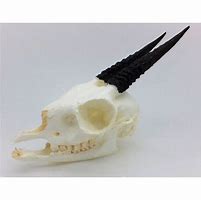 Image result for Dik Dik Skull