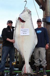 Image result for Biggest Halibut Fish