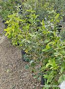 Image result for Fragrant Tea Olive Tree