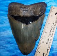 Image result for Megalodon Shark