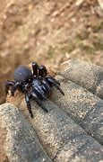 Image result for Ravine Trapdoor Spider