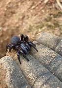 Image result for Trap Door Spider Bite Dog