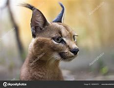 Image result for Caracal and Serval