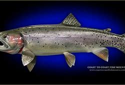 Image result for Trout Mounts