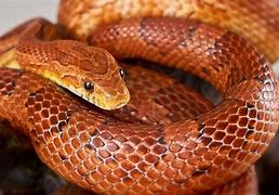 Image result for Biggest Corn Snake