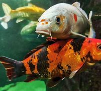 Image result for Carpa Koi