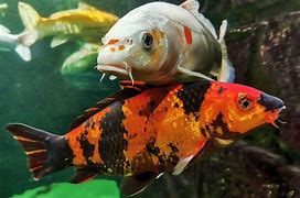 Image result for Foto Pasangan Ikan Koi