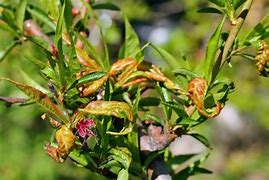 Image result for Peach Tree Diseases Leaves