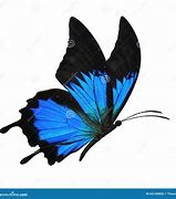 Image result for Butterfly Carrying Another Butterfly