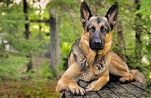 Image result for Perro Background