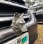 Image result for Best License Plate Names Wolf