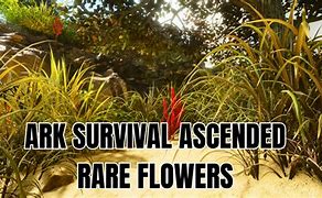 Image result for Asa the Center Rare Flowers