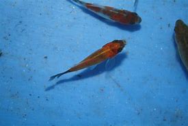 Image result for Newborn Goldfish