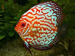 Image result for Big Tropical Fish