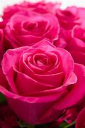 Image result for Ordinary Pink Flower