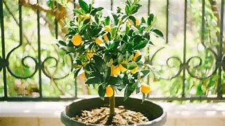 Image result for Kumquat Tree Indoor