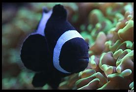 Image result for Black Fish From Nemo