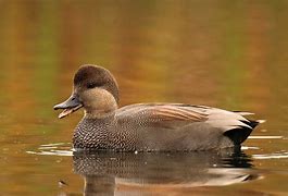 Image result for Gadwall