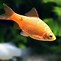 Image result for Munu Fish