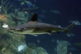 Image result for Oceanic Blacktip Shark