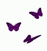 Image result for Purple Butterflies GIF