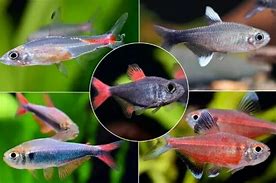 Image result for Tetra Fish Eggs