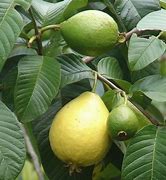 Image result for Jambu Klutuk