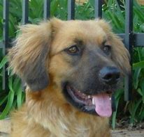 Image result for Golden Shepherd Images