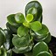 Image result for Baby Jade Plant