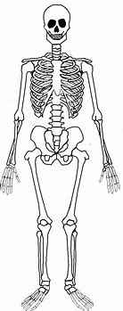 Image result for Simple Skeletal System Diagram