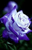 Image result for Purple Rose Variety