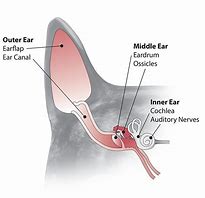 Image result for Cat Ear Diagram