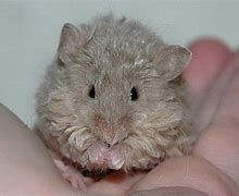 Image result for Texel Mouse