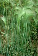 Image result for Foxtail Barley