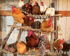 Image result for Building a Chicken Roost