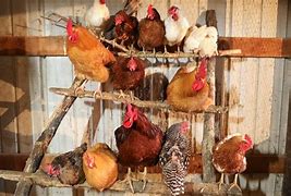 Image result for Chicken Perches for Coops