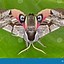 Image result for Sphingine Moth