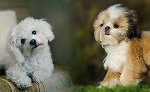 Image result for Maltese and Shih Tzu Mix