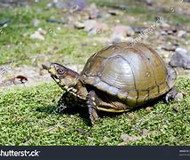 Image result for Three Toed Box Turtle Growth Chart